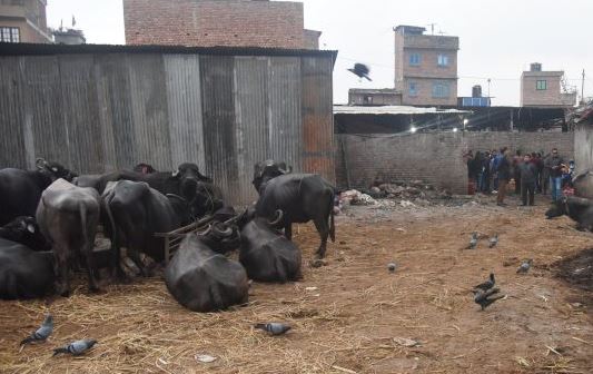 कामपालाई पशुबधस्थल व्यवस्थापन गर्न चुनौती