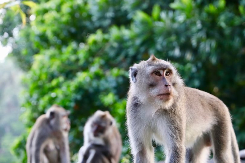 बाँदरले बाली सखाप : परिवार नियोजन गर्न माग