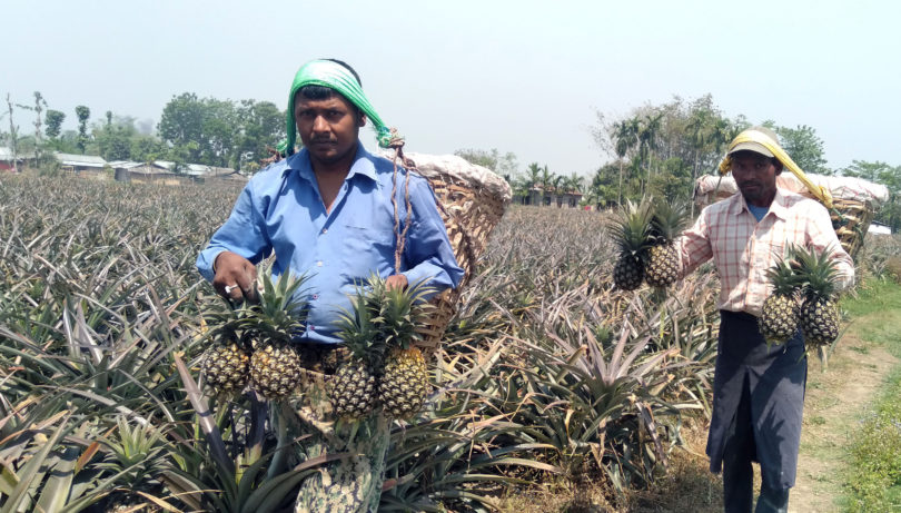 भुइँकटहर नबिकेर बोटमै कुहिने अवस्थामा