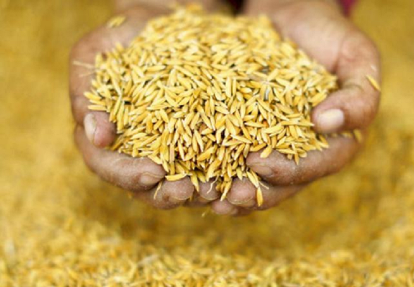 दश प्रकारका धानको बीउ मौज्दात