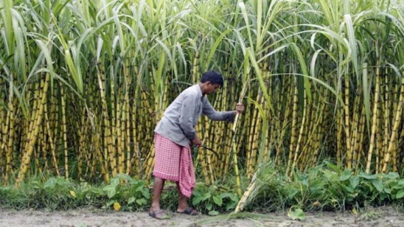 उखु किसानले पाएनन् भुक्तानी