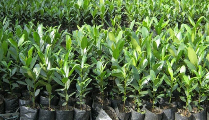 प्युठानमा ३३ हजार कागतीका बिरुवा वितरण