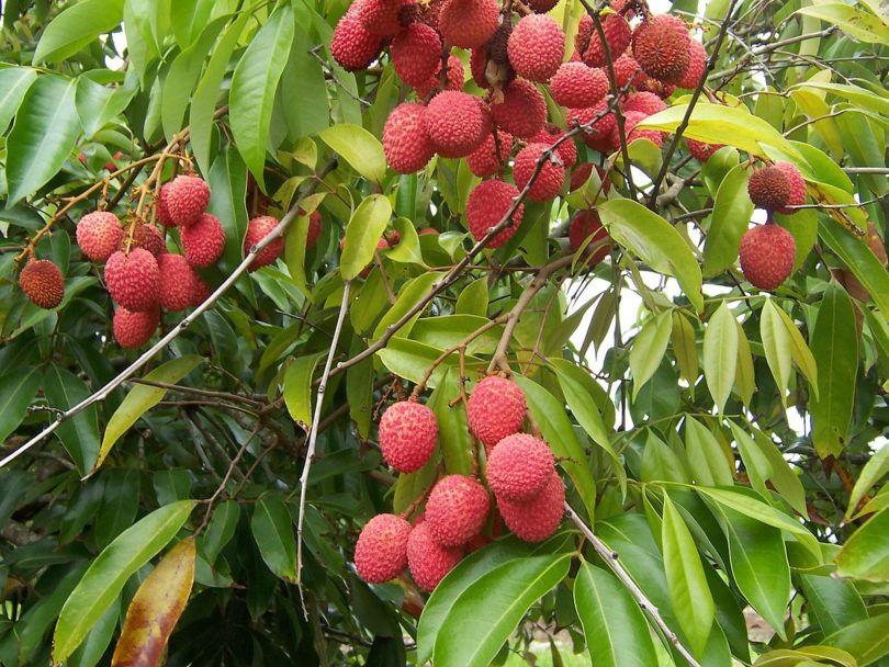 उन्नत प्रविधि नअँगाल्दा लिची उत्पादनमा ह्रास