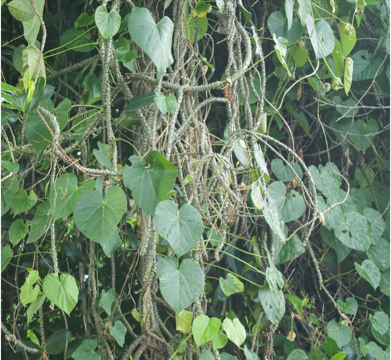 प्रतिरोध क्षमता बढाउने गुर्जोको बिरुवा निःशुल्क वितरण