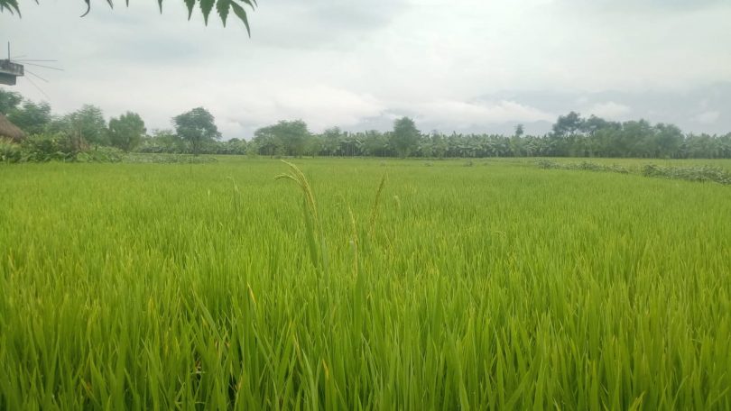 सर्लाहीमा धानमा अज्ञात रोग देखापरेपछि किसान चिन्तित