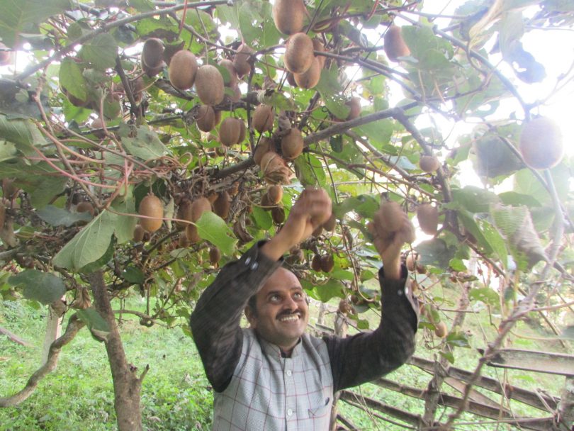 किबी खेतीले मनग्य आम्दानी
