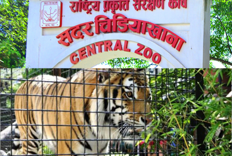 चिडियाखानामा अनलाइनमार्फत टिकट काट्ने बढे
