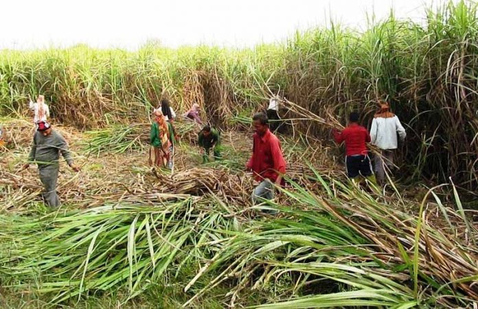अन्नपूर्ण सुगर मिलले दैनिक एक करोडका  दरले रकम भुक्तानी गर्ने