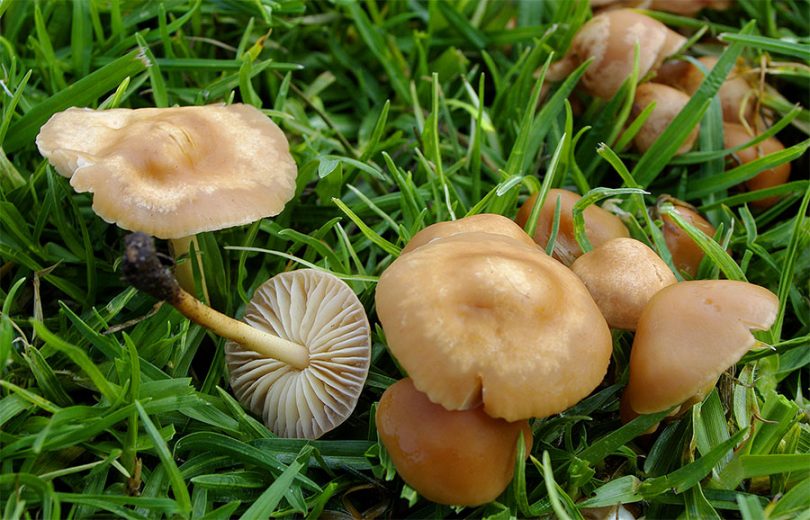 जङ्गली च्याउ खाँदा रसुवामा ११ जना बिरामी