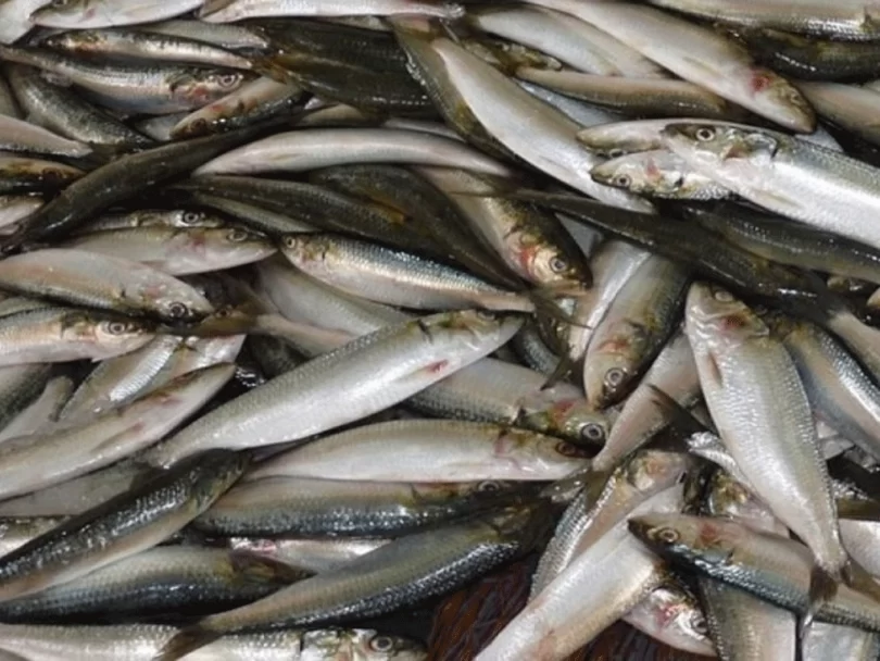 भारतबाट अवैधरूपमा भित्र्याइएको माछा नष्ट