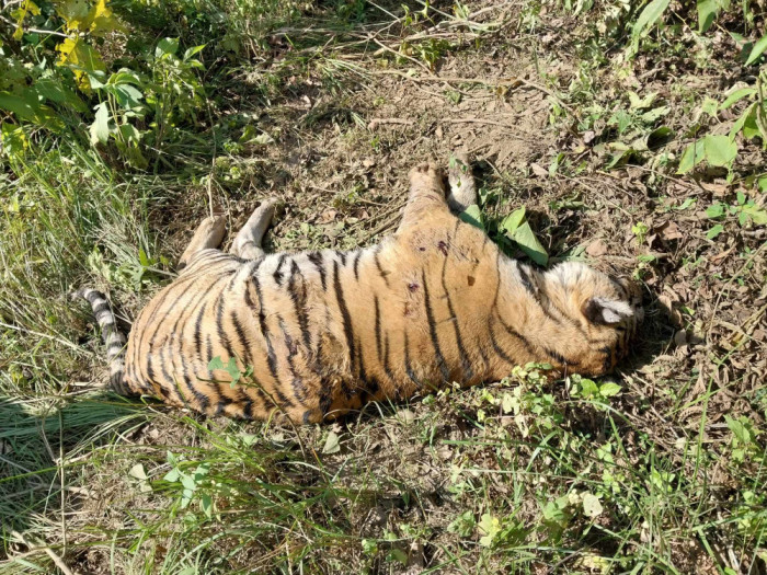 चितवनको मेघौलीमा पोथी बाघ मृत फेला
