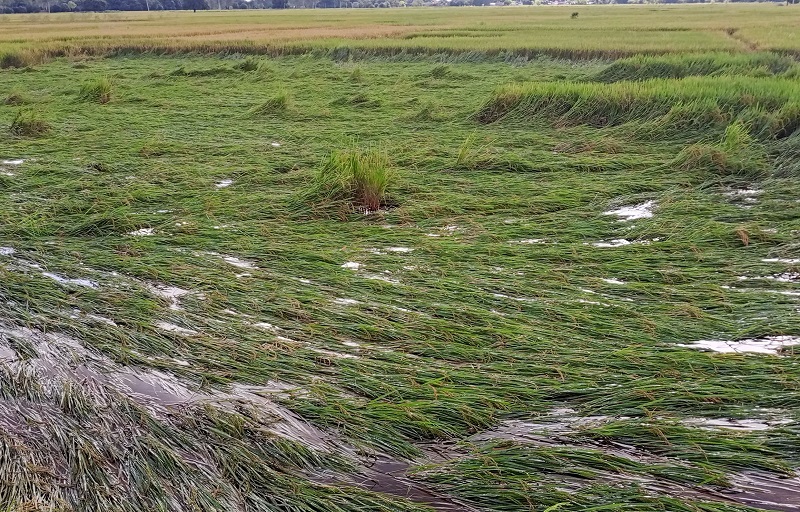 असोजको वर्षाले देशभर कृषि क्षेत्रमा तीन अर्ब ५५ करोड रुपैयाँ बराबरको क्षति