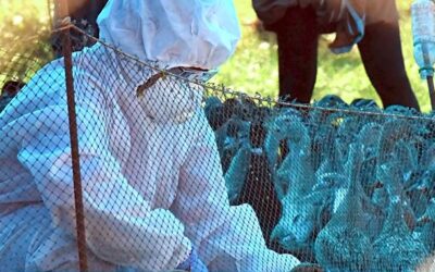 झापा, मोरङ र सुनसरीमा बर्ड फ्लू सङ्क्रमण : ८५ हजार कुखुरा नष्ट