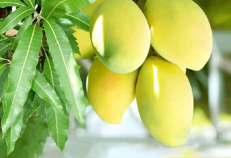 उच्च विषादी प्रयोग गरिएको भन्दै जापानद्धारा भारतबाट आँप खरिद नगर्ने घोषणा