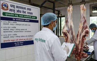 काठमाडौं उपत्यकामा मंसिरदेखि पशु वधशाला र मासु जाँच ऐन अनिवार्य लागू गरिने